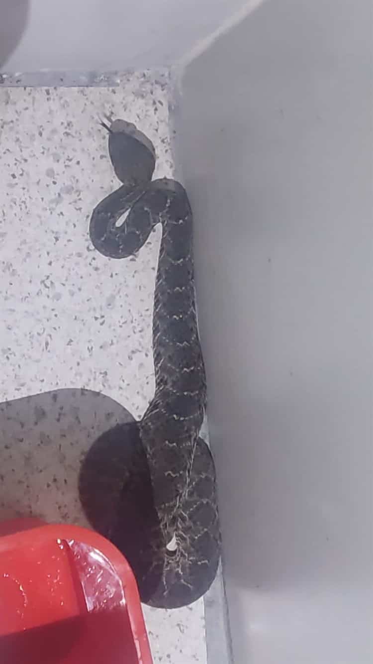 Hallan serpiente de cascabel en baños de clínica del IMSS de Veracruz