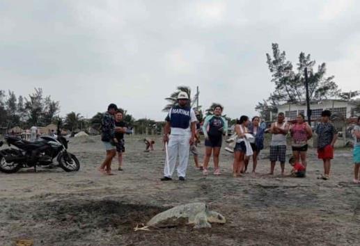 Sorprende a turistas desove de tortugas Lora en Chachalacas