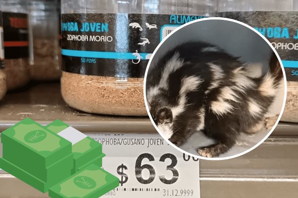 Requiere Earth Mission apoyo para seguir con el rescate de vida silvestre en Veracruz