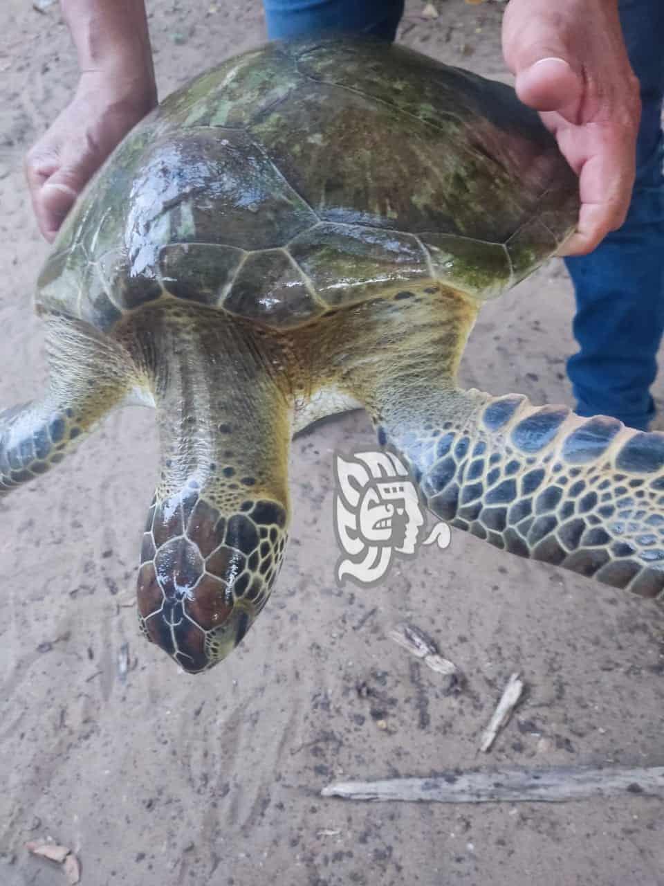 Regresan a tortuga verde a su hábitat en costas de Agua Dulce