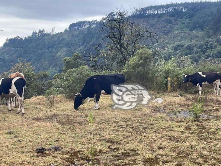 Vuelca Torton con piñas en las Cumbres de Maltrata y lo vacían rapiñeros