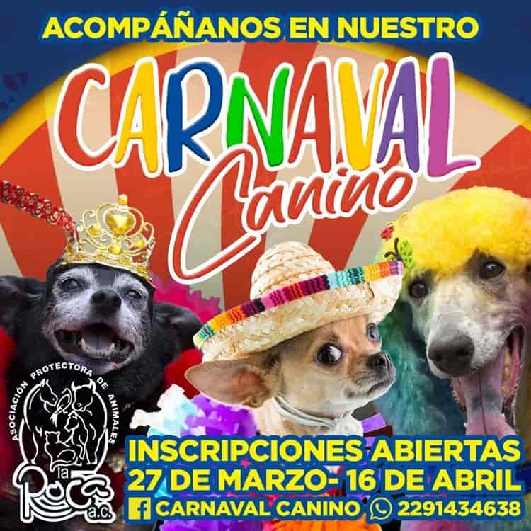 Realizarán Carnaval Canino en Veracruz para recolectar alimento para animales de La Roca