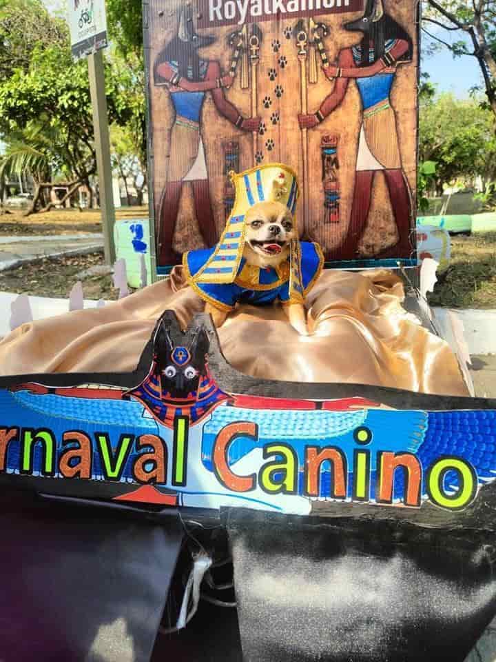 Realizarán Carnaval Canino en Veracruz para recolectar alimento para animales de La Roca