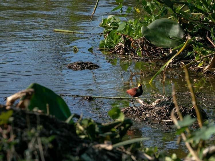 Avanza limpieza de Laguna Lagartos; fauna silvestre regresa a su hábitat