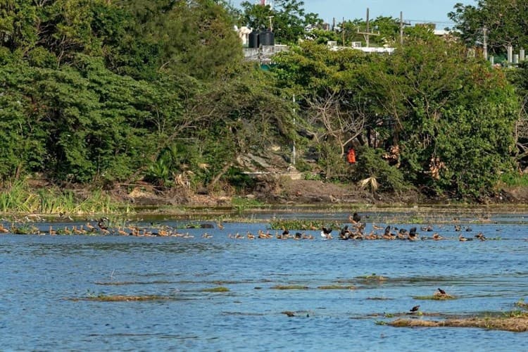 Avanza limpieza de Laguna Lagartos; fauna silvestre regresa a su hábitat