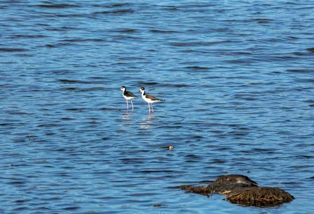 Avanza limpieza de Laguna Lagartos; fauna silvestre regresa a su hábitat