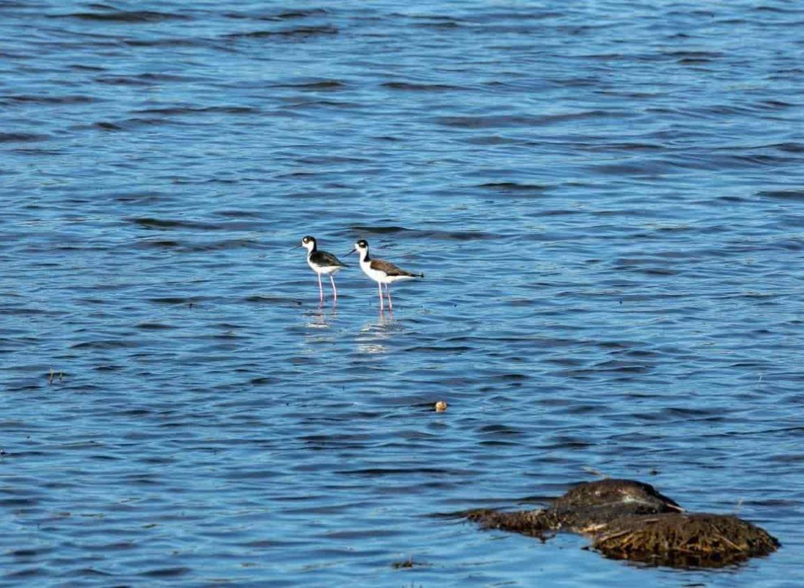 Avanza limpieza de Laguna Lagartos; fauna silvestre regresa a su hábitat