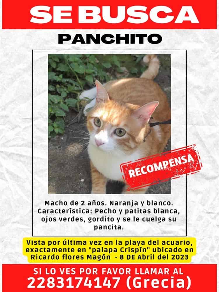 Panchito se perdió en Villa del Mar; organizan búsqueda nocturna