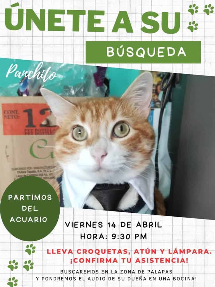 Panchito se perdió en Villa del Mar; organizan búsqueda nocturna