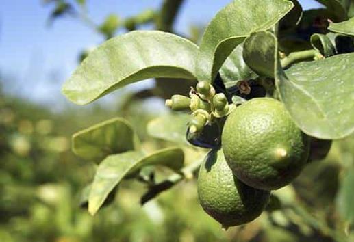 Limones o mangos de Veracruz valen hasta 10 veces más en el extranjero