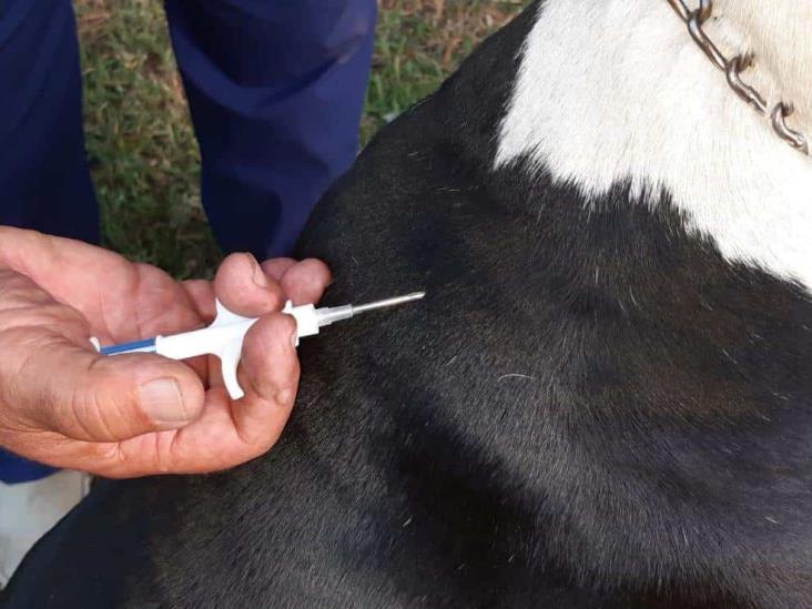 Buscarán vacunar contra la rabia a más de 6 mil mascotas de compañía en Veracruz