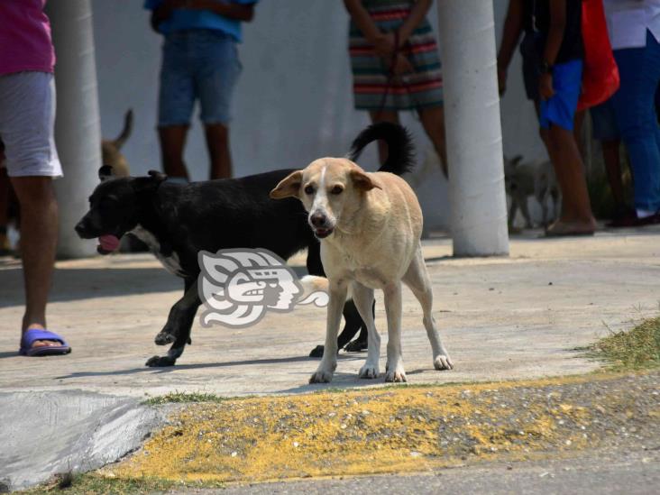 Inicia Jurisdicción XI con vacunación antirrábica en Coatzacoalcos