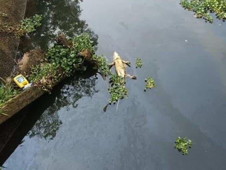 Encuentran lagarto muerto en arroyo de Las Choapas