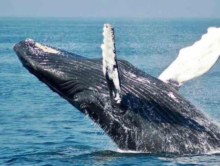 Decrecimiento de ballenas grises preocupa a ambientalistas