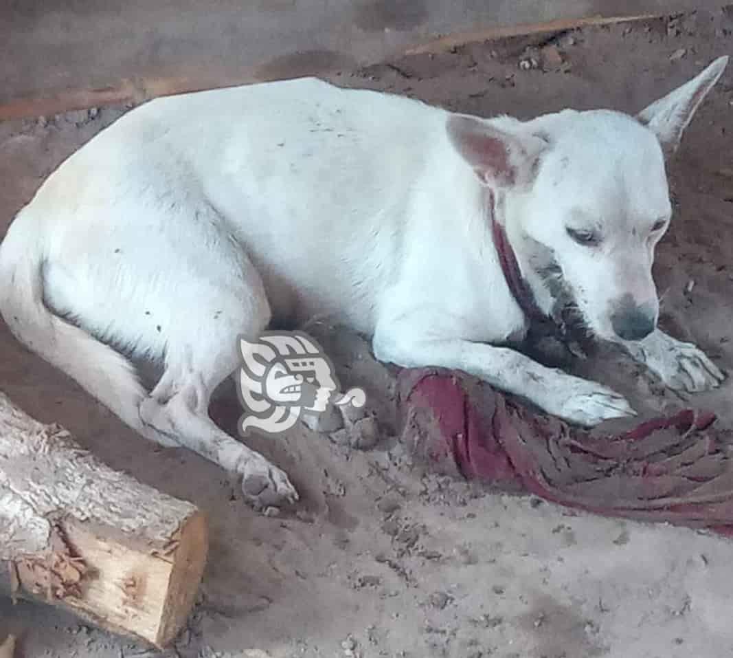 ¡Qué crueldad! Perra y sus cachorros terminan envenenados en la colonia Agraria