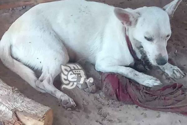 Perra y sus cachorros terminan envenenados en Jáltipan