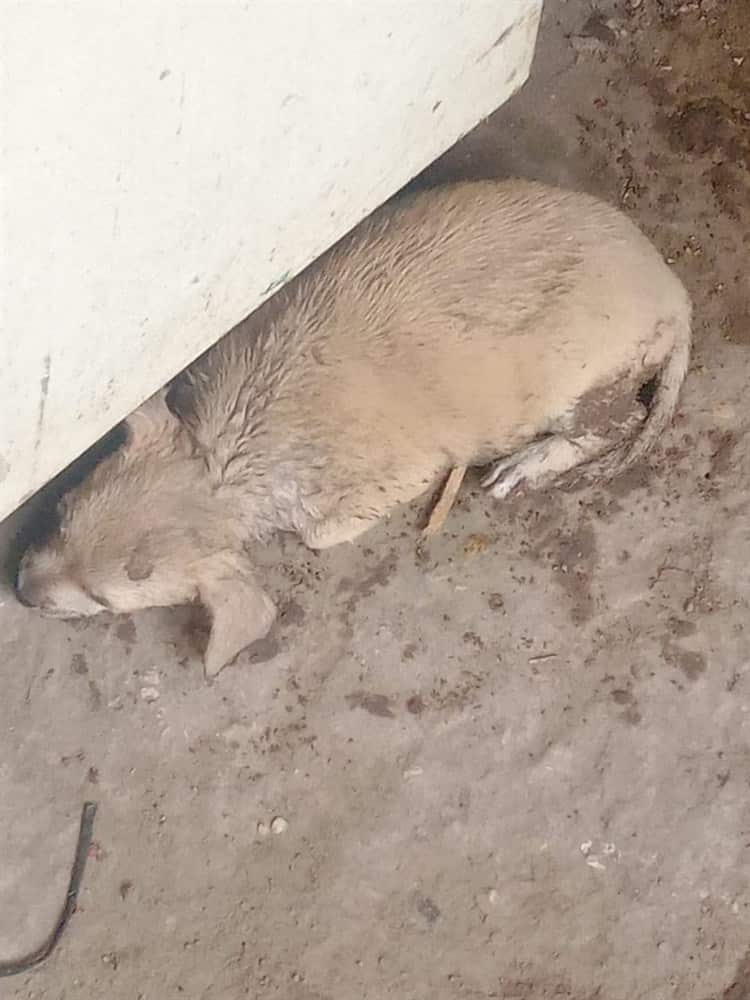 ¡Qué crueldad! Perra y sus cachorros terminan envenenados en la colonia Agraria