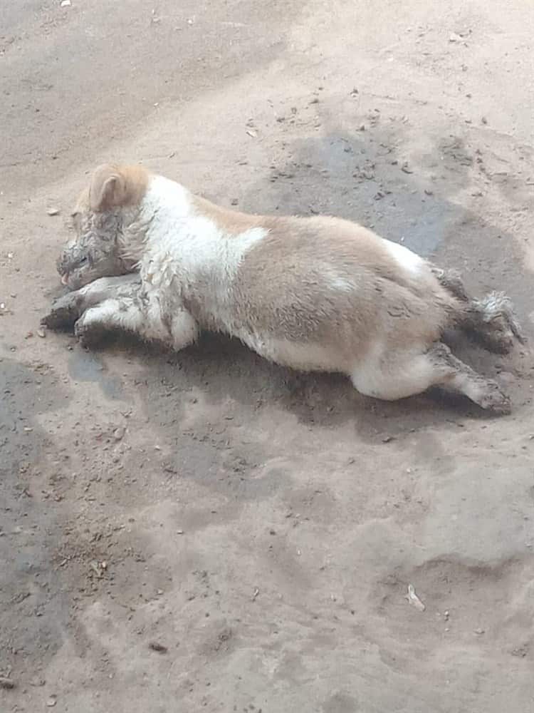 ¡Qué crueldad! Perra y sus cachorros terminan envenenados en la colonia Agraria