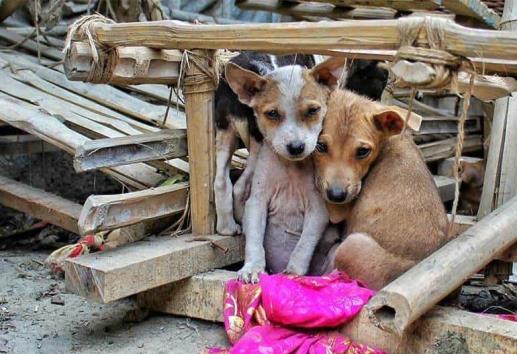 El sufrimiento invisible: la realidad de los animales abandonados en Xalapa