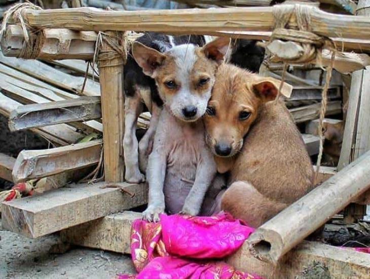 La triste realidad de los animales abandonados en Xalapa