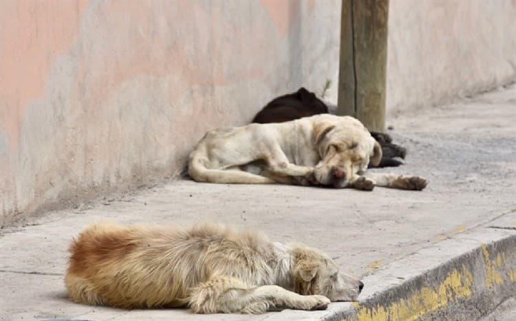 Xalapa, capital del maltrato y abandono de animales