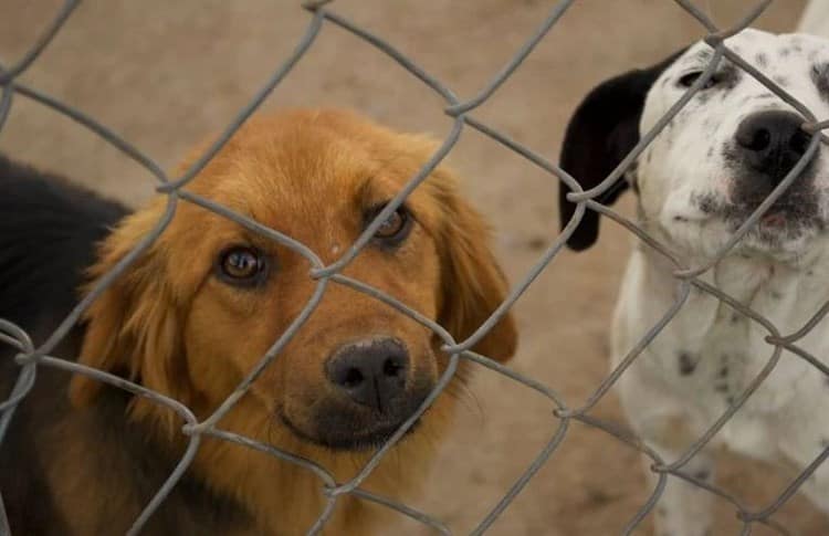 Xalapa, capital del maltrato y abandono de animales