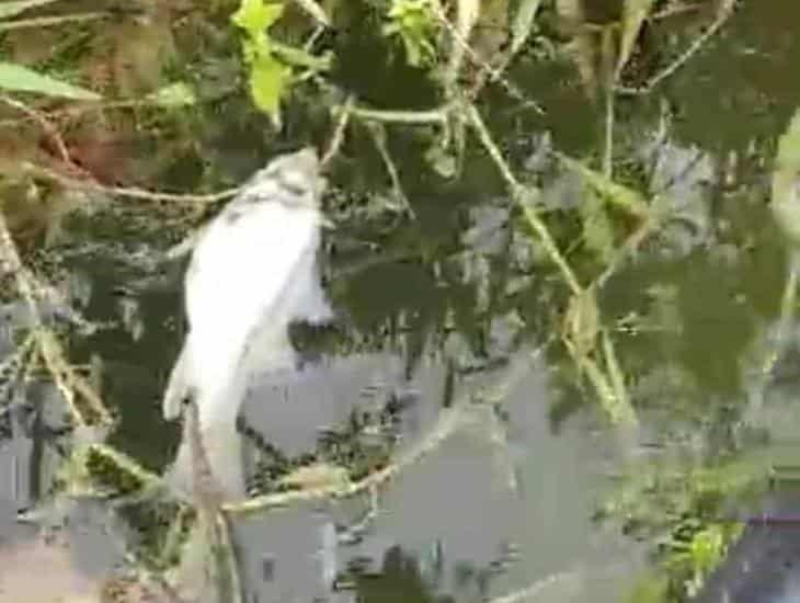 Por derrame tóxico, se registra mortandad de peces en arroyo que conecta al río Coatzacoalcos