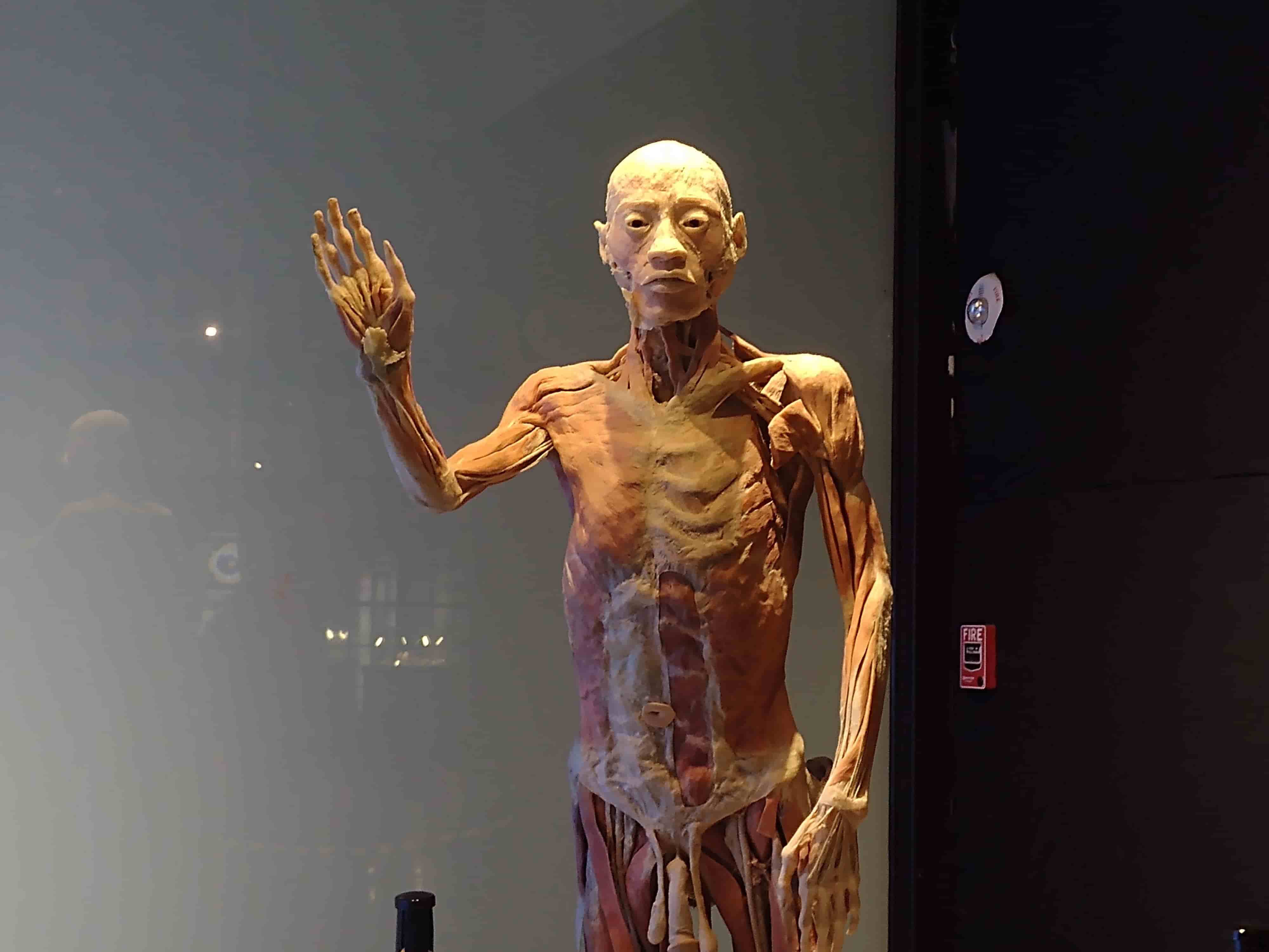 Llega a Boca del Río exposición de cuerpos humanos reales