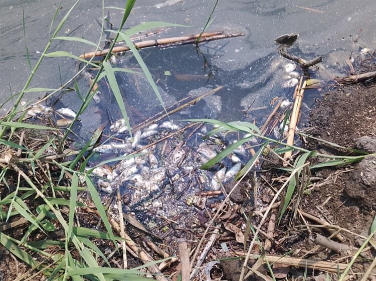 Mortandad de peces en lago de Puente Moreno (+Video)