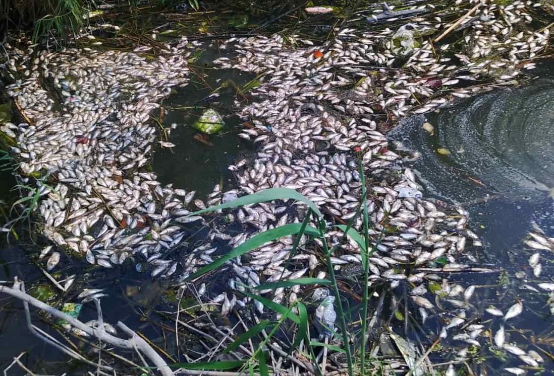 Mortandad de peces en lago de Puente Moreno (+Video)