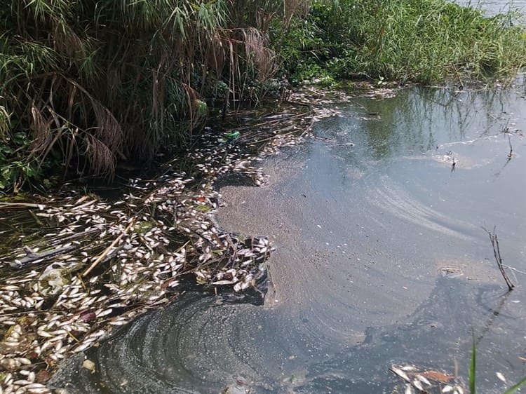 Mortandad de peces en lago de Puente Moreno (+Video)