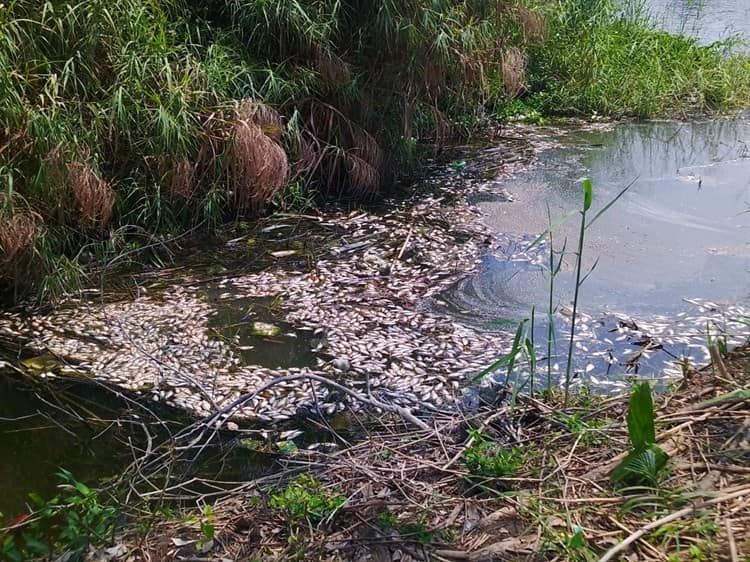 Mortandad de peces en lago de Puente Moreno (+Video)