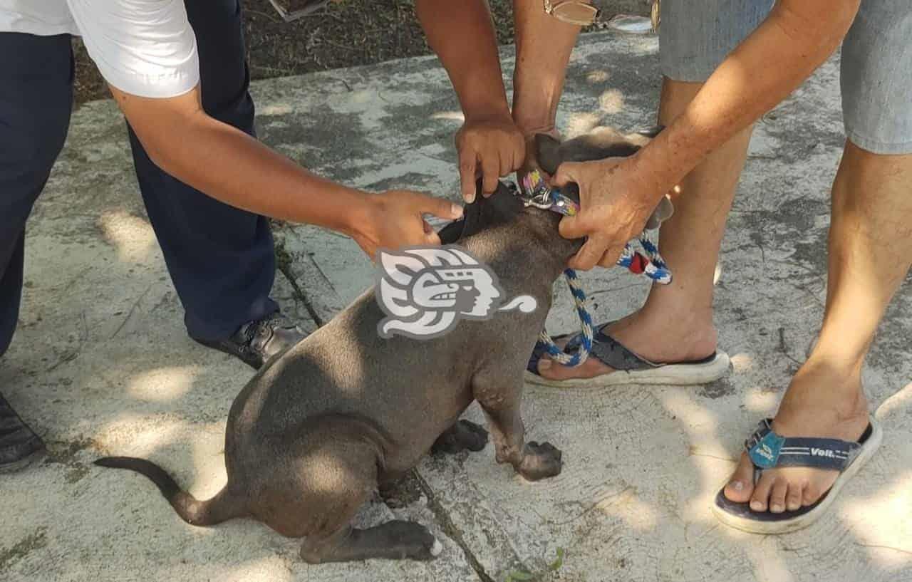 Exhortan a propietarios de mascotas a vacunarlos contra la rabia