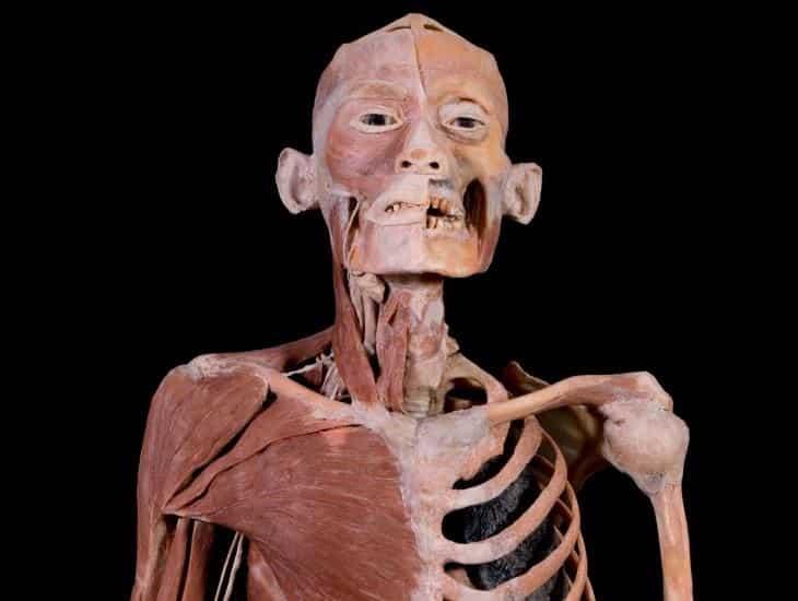 Viaja al interior con la exposición Bodies. Cuerpos humanos reales