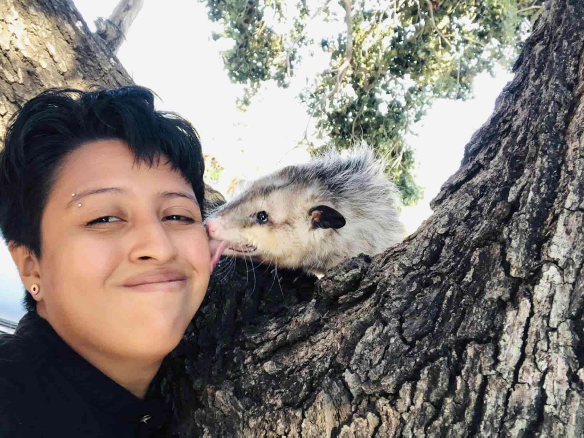 Se perdió Durazno, un tlacuache mascota