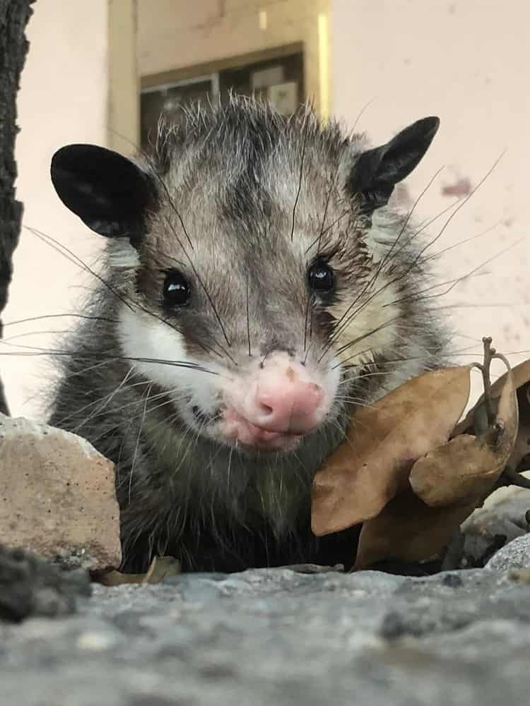 Se perdió Durazno, un tlacuache mascota