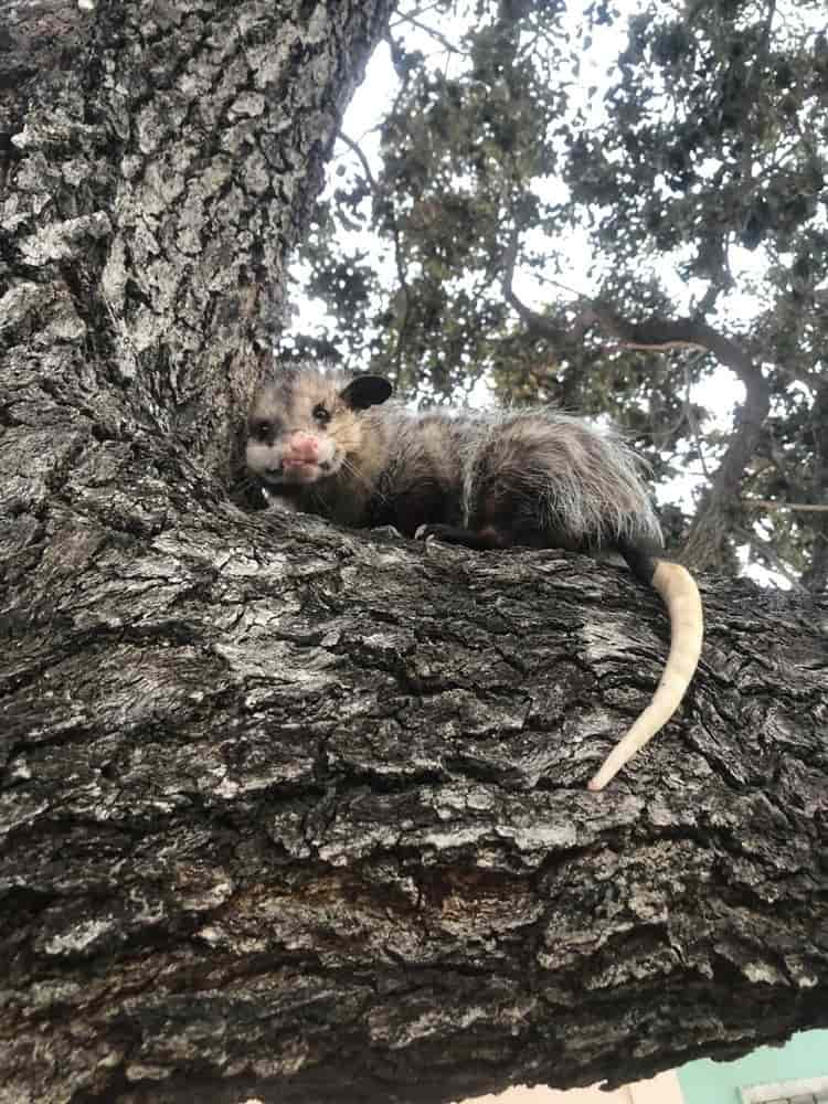 Se perdió Durazno, un tlacuache mascota