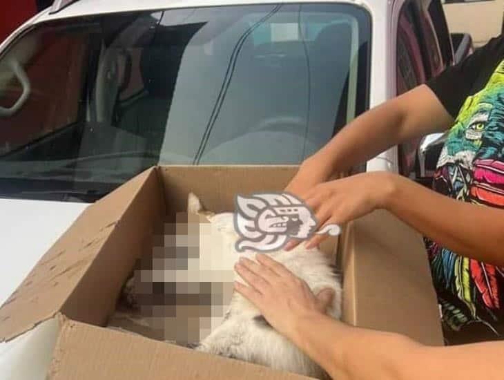 Continúa presente la violencia animal; Envenenan a gatos en Las Choapas