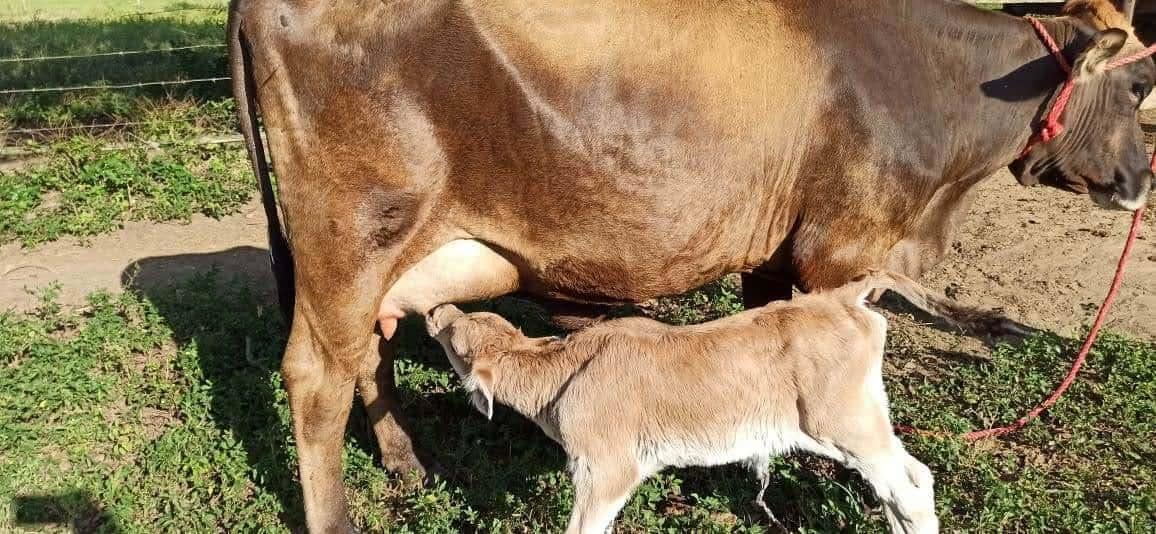 Se dispara el precio del queso y la leche por temporada de sequía en Veracruz