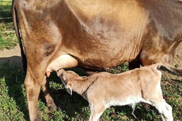 Por sequía, se dispara el precio del queso y la leche en Veracruz