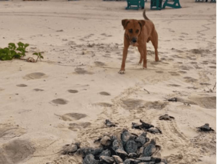 El perrito protector de tortugas ayuda a que lleguen al mar