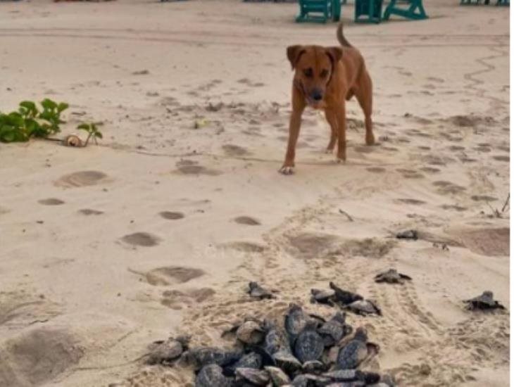 Perrito se convierte en protector de tortugas: las ayuda a llegar al mar