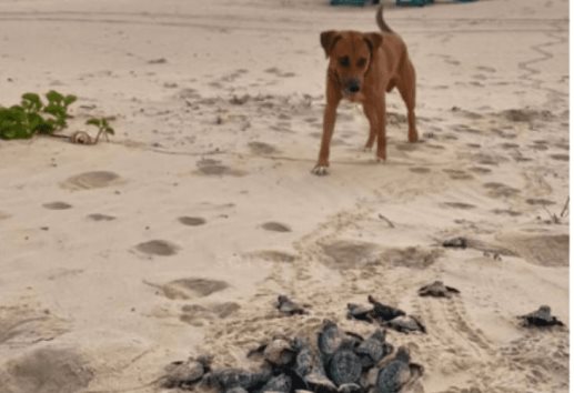 Perrito se convierte en protector de tortugas: las ayuda a llegar al mar