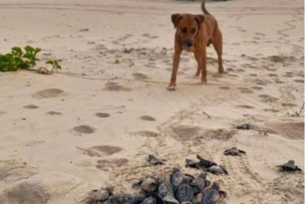 Perrito se convierte en protector de tortugas: las ayuda a llegar al mar