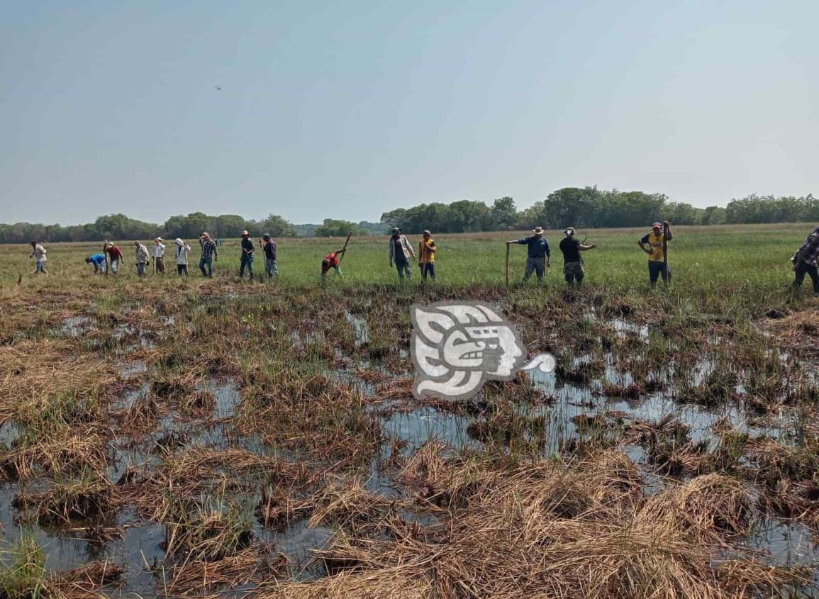 Reforestan con árboles de mangle en Tonalá 