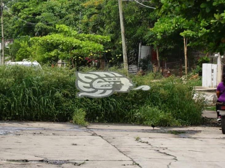 Maleza clausura tramo de la Anaya; calle lleva más de un año cerrada