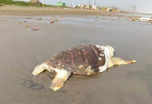 Encuentran otra tortuga muerta en playa de Coatzacoalcos