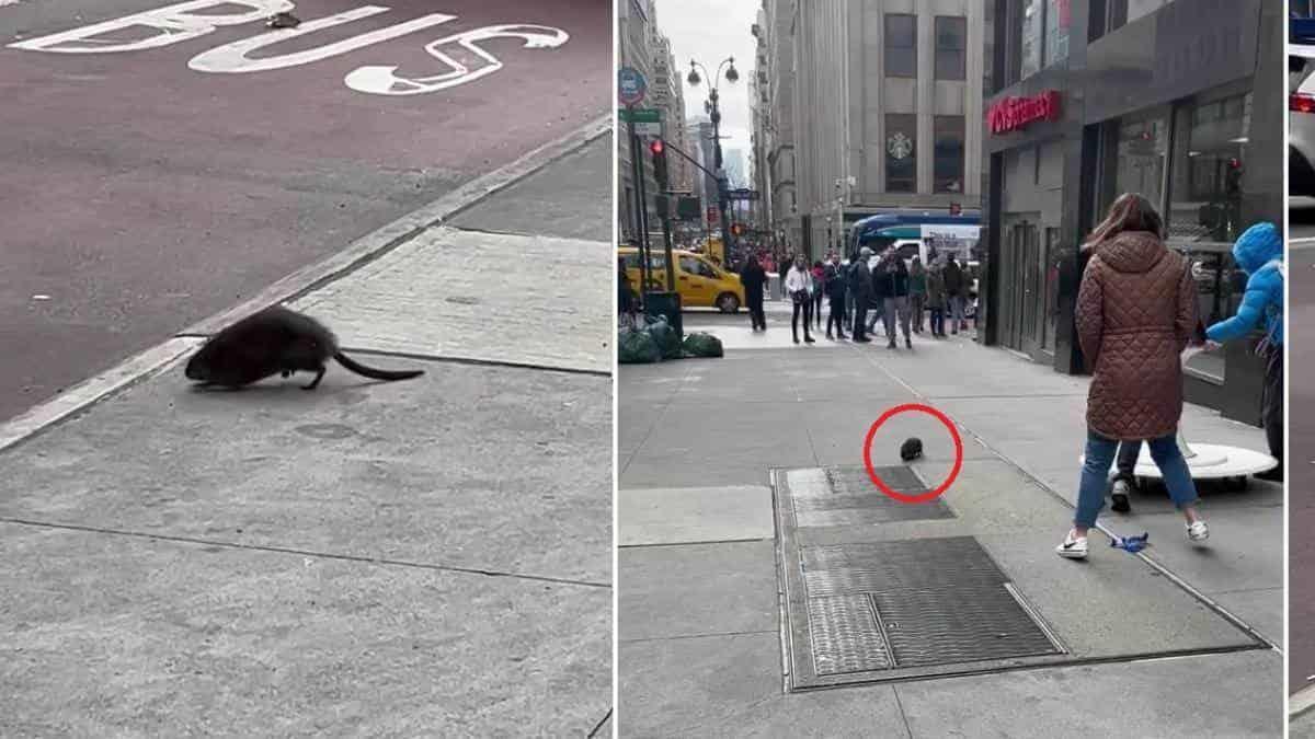 Ratas gigantes inundan Nueva York