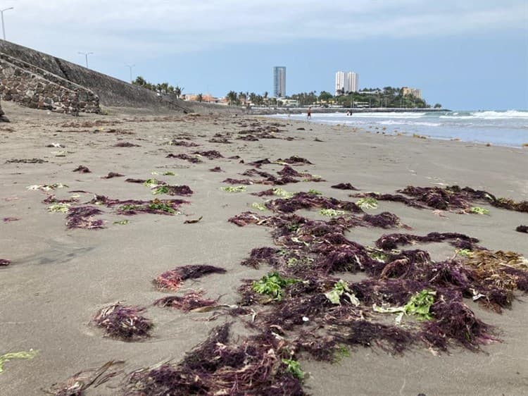 Presencia de sargazo en playa de Boca del Río (+Video)