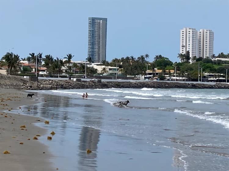 Presencia de sargazo en playa de Boca del Río (+Video)